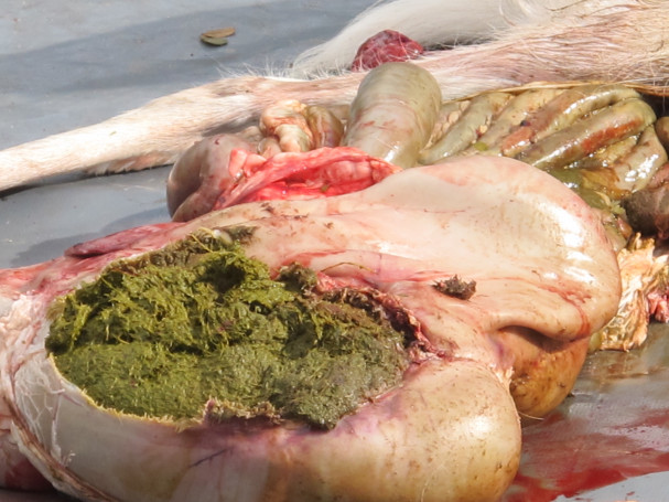 Dådyrets mave og maveindhold