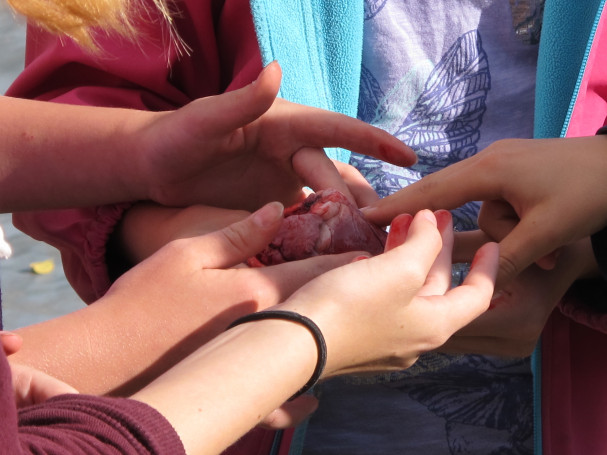 Eleverne undersøger dådyrets hjerte