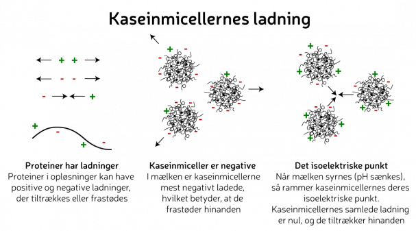 Kaseinmicellernes ladning. Grafik: Morten Christensen