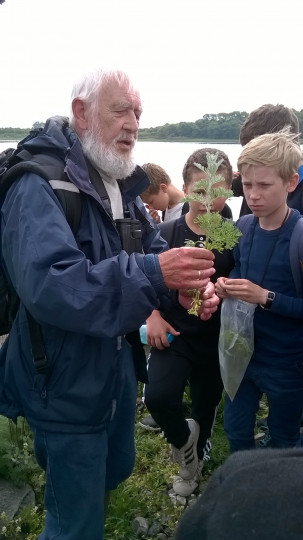 Ole Runge fortæller om strandmalurt