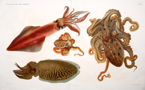 Foto: © Stazione Zoologica Anton Dohrn – Archivio Storico