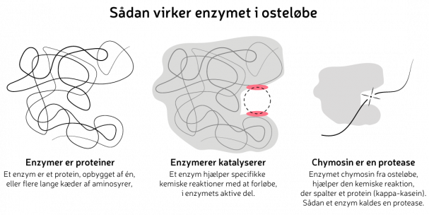 Sådan virker enzymet i osteløbe. Grafik: Morten Christensen
