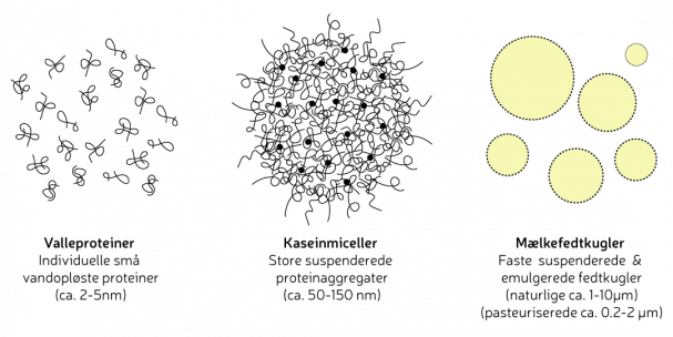 Mælkens store molekylære strukturer. Grafik: Morten Christensen