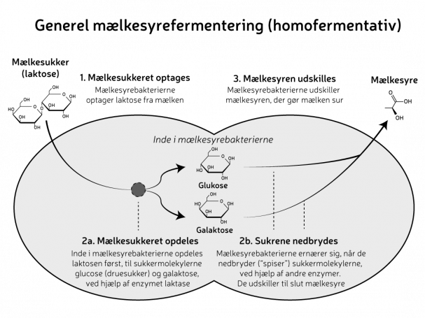 Generel mælkesyrefermentering. Grafik: Morten Christensen