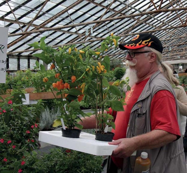 I de senere år er chili blevet et modefænomen og danskerne dyrker chili i drivhuse og i køkkenhaver, og chili indgår i eksotiske og traditionelle retter både som ingrediens og krydderi. Foto: Gartneri Toftegaard I de senere år er chili blevet et modefænomen og danskerne dyrker chili i drivhuse og i køkkenhaver, og chili indgår i eksotiske og traditionelle retter både som ingrediens og krydderi. Foto: Gartneri Toftegaard