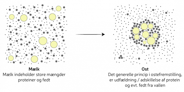Ostefremstillingens generelle princip. Grafik: Morten Christensen