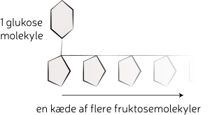 Opbygningen af inulin. Inulin er et polysakkarid, der typisk består af et glukosemolekyle og efterfølgende flere fruktosemolekyler. Illustration: Morten Christensen