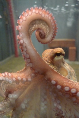En octopus-blæksprutte kigger på dig. Pupillen, der er rektangulær, lader blæksprutten altid være vinkelret på tyngdefeltet. Det er den måde, den opnår skarphed i synet langs havbunden, hvor den lever. Foto: Ole G. Mouritsen