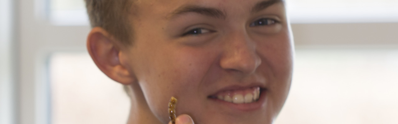 Hvordan har I det med at spise insekter? Det vil vores studerende gerne undersøge. Foto: Stagbird