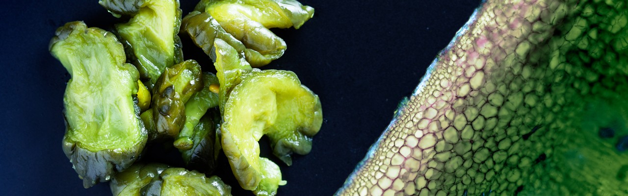 Inner secrets of a crunchy cucumber. Foto: Mathias P. Clausen og Jonas Drotner Mouritsen.