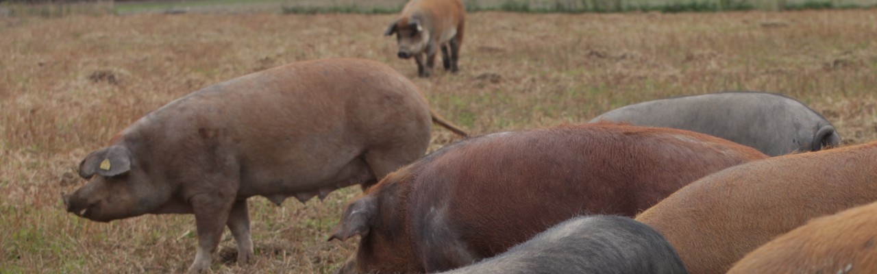 Frilandsgrise fra Hindsholm. Foto: Stagbird