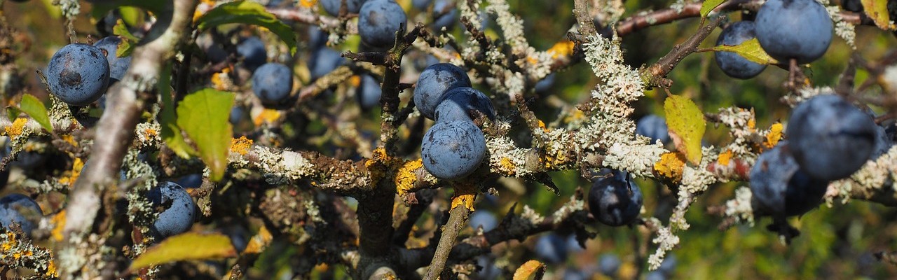 Slåen og snerpning. Fotos: Lars Neckelmann og Pixabay