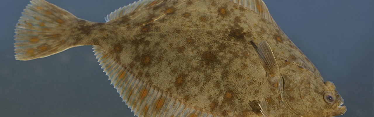Skrubbe. Foto: Tiit Hunt. Wikimedia Commons.