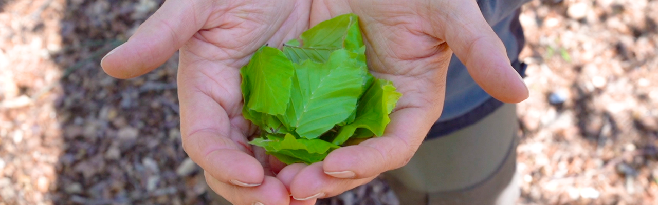 Bøgeblade. Foto: stagbird.dk. Bøgeblade. Foto: stagbird.dk.