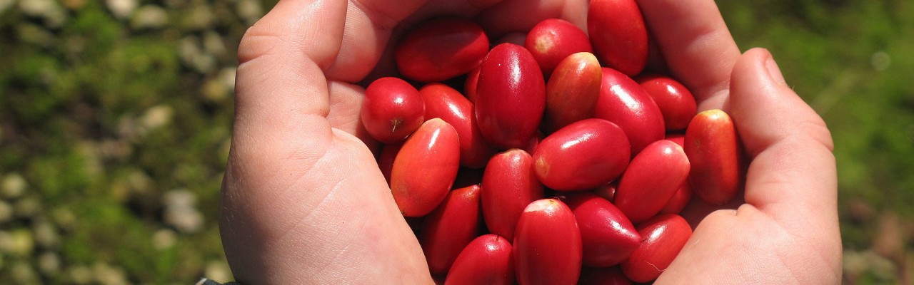 Mirakelbær. Foto: Miracle Fruit Farm, Florida.