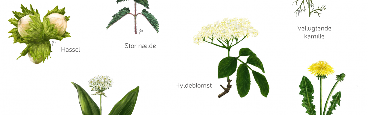 Kortspil: Kend de spiselige | smagforlivet.dk