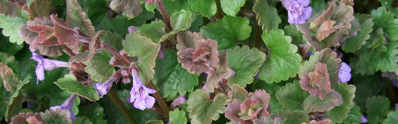 Korsknap: Foto: CC BY 2.0 (Simon), https://creativecommons.org/licenses/by/2.0/. Korsknap: Foto: CC BY 2.0 (Simon), https://creativecommons.org/licenses/by/2.0/.