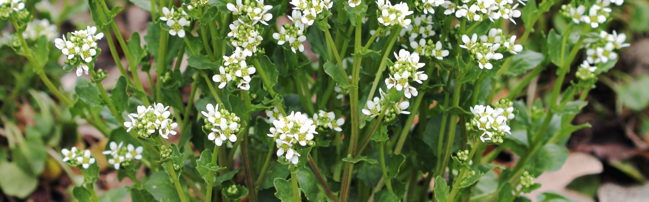 Lægekokleare. Foto: Karelj, Wikimedia Commons. Lægekokleare. Foto: Karelj, Wikimedia Commons.