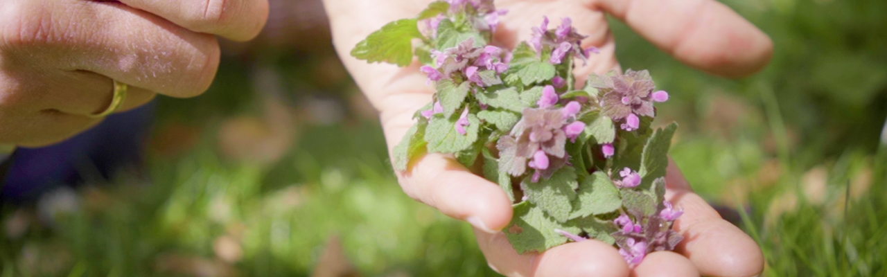 Rød tvetand. Foto: stagbird.dk. Rød tvetand. Foto: stagbird.dk.