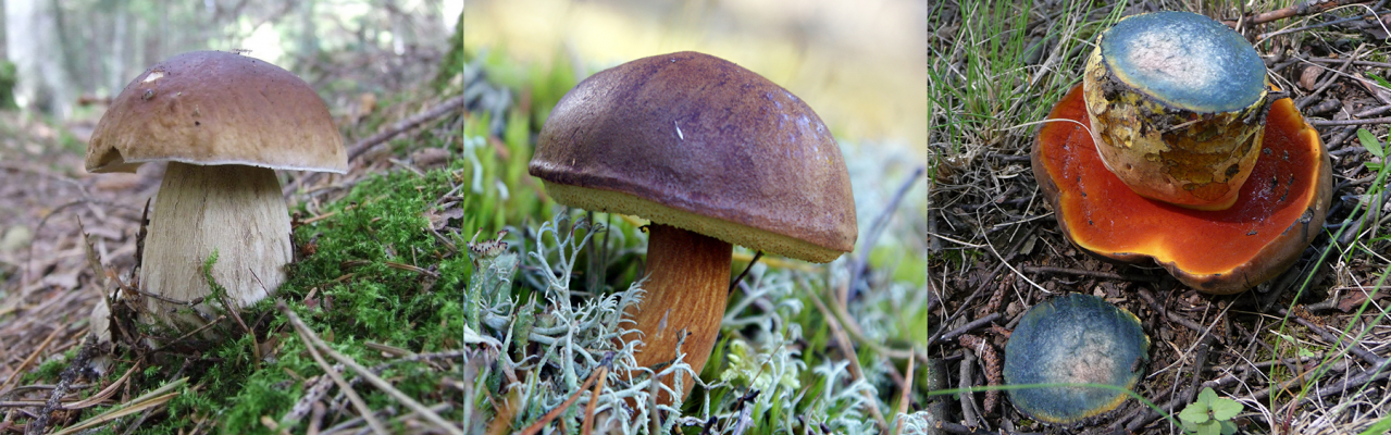 Tre spiselige og smagfulde rørhatte: Karl Johan, Brunstokket rørhat og Indigo rørhat. Fotos: Tomas Čekanavičius, Włodzimierz Wysocki, CC BY-SA 3.0.