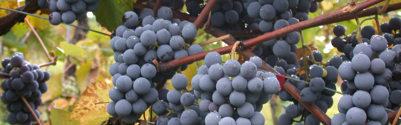 Tanniner i rødvin kommer fra druernes skaller, kerner og stængler. Foto: Wolfgang Lendl, CC-BY-SA-3.0.