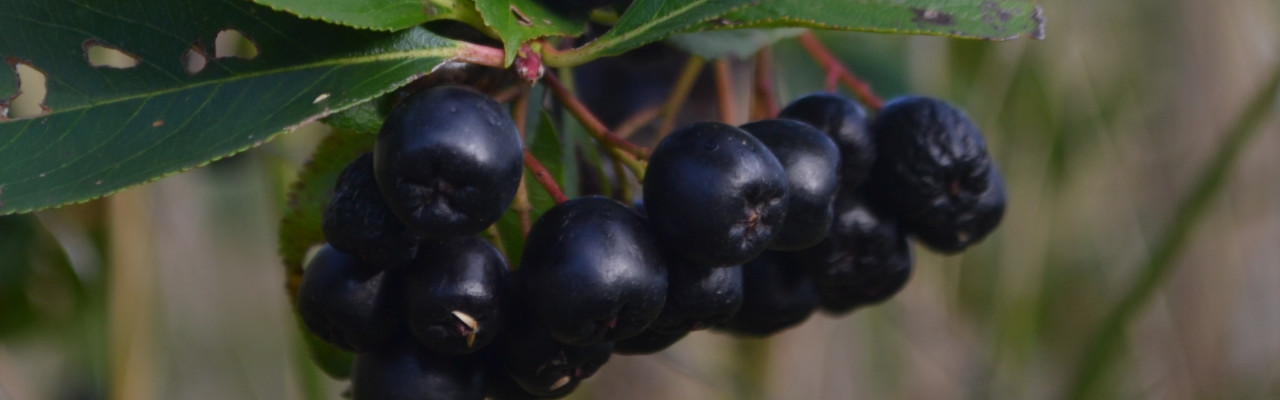Aronia - også kendt som surbær - gør sig godt i marmelade. Foto: Ellen Ravn Habekost