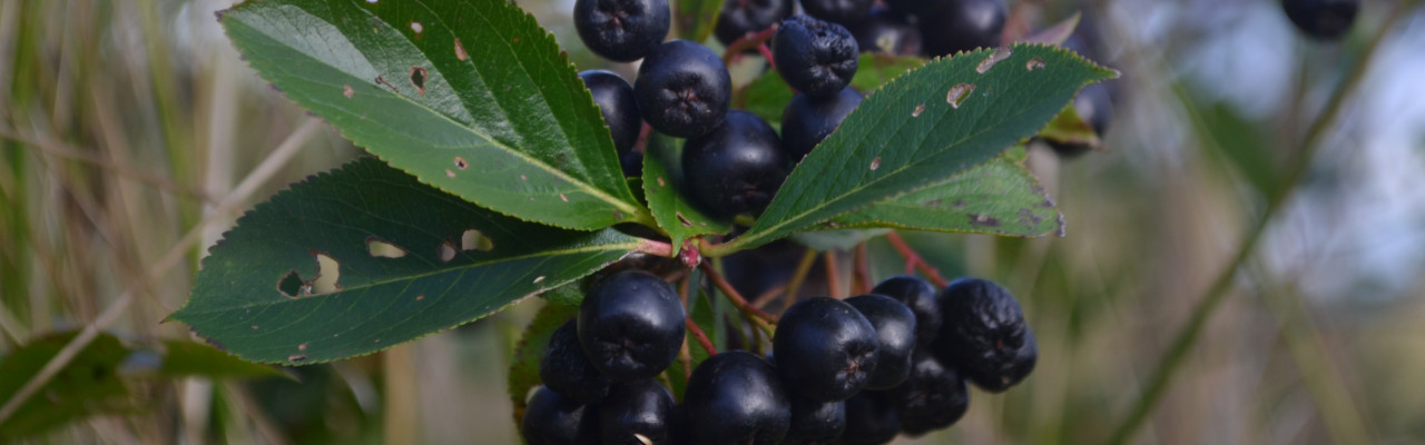 Aronia - også kendt som surbær eller sortrøn. Foto: Ellen Ravn Habekost