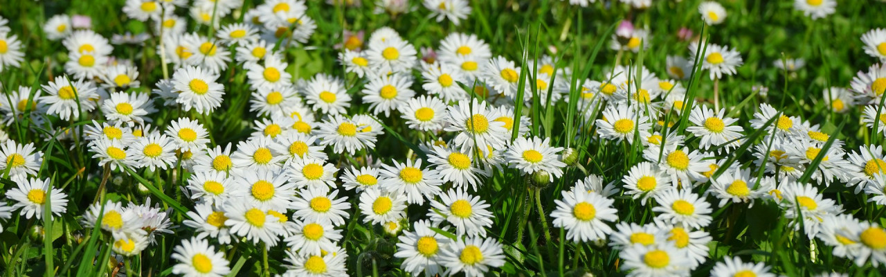 Foto: Pixabay Foto: Pixabay