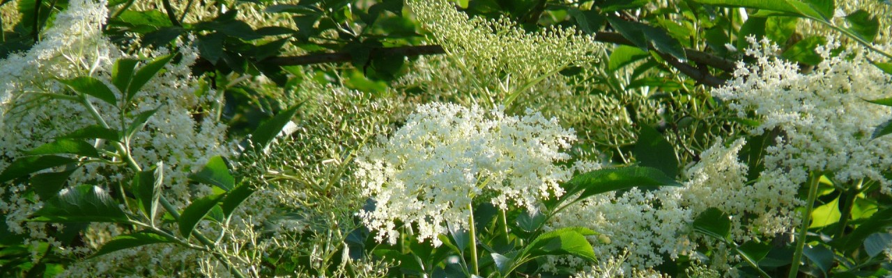 Foto: Pixabay Foto: Pixabay