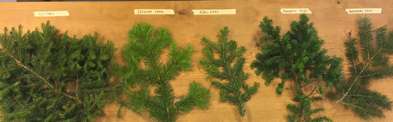 Forskellige gran-sorter fra de danske skove. De to til venstre kan spises. Taks og normannsgran skal du undgå. Foto: Mathias Skovmand-Larsen