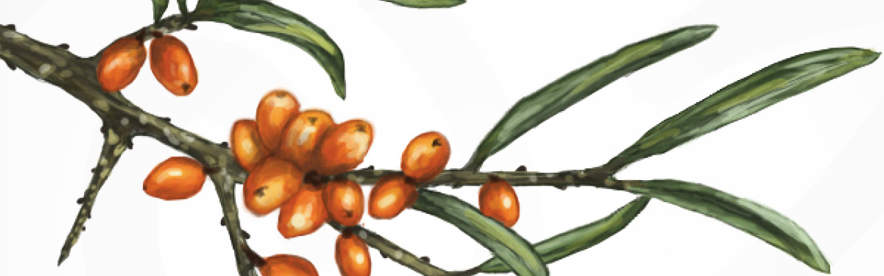 Havtorn tegnet af smagsambassadør Julia Sick for Smag for Livet.