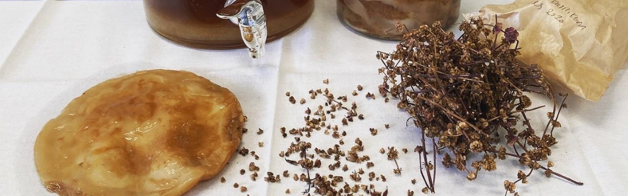 Med en SCOBY (til venstre) kan man bl.a. lave kombucha. Foto: Johanne Hvelplund
