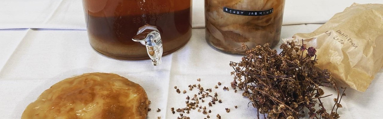 Kombucha laves ved hjælp af en gær- og bakteriekultur kaldet SCOBY. Foto: Johanne Hvelplund