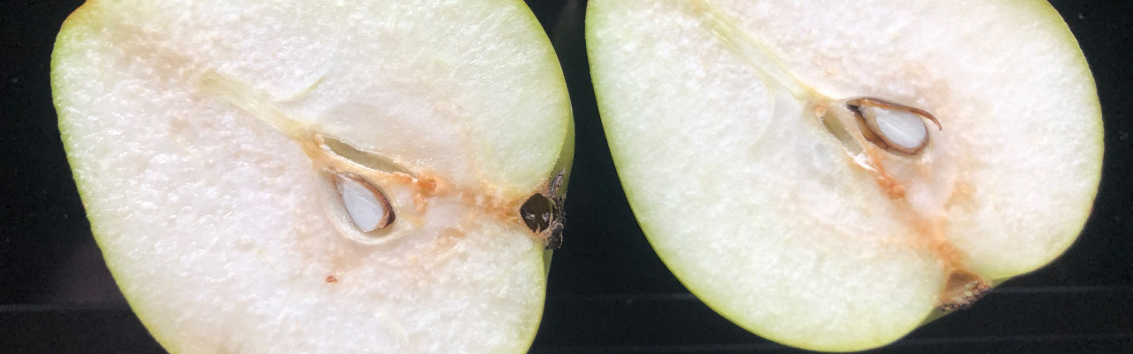 Bruning fremkaldt af iltning. Foto: Eva Rymann