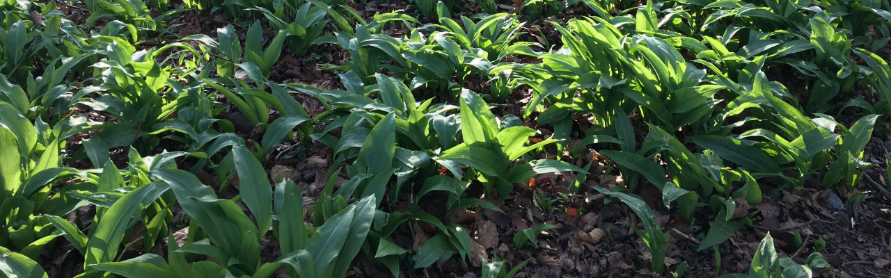 Ramsløg. Foto: Mikael Schneider.