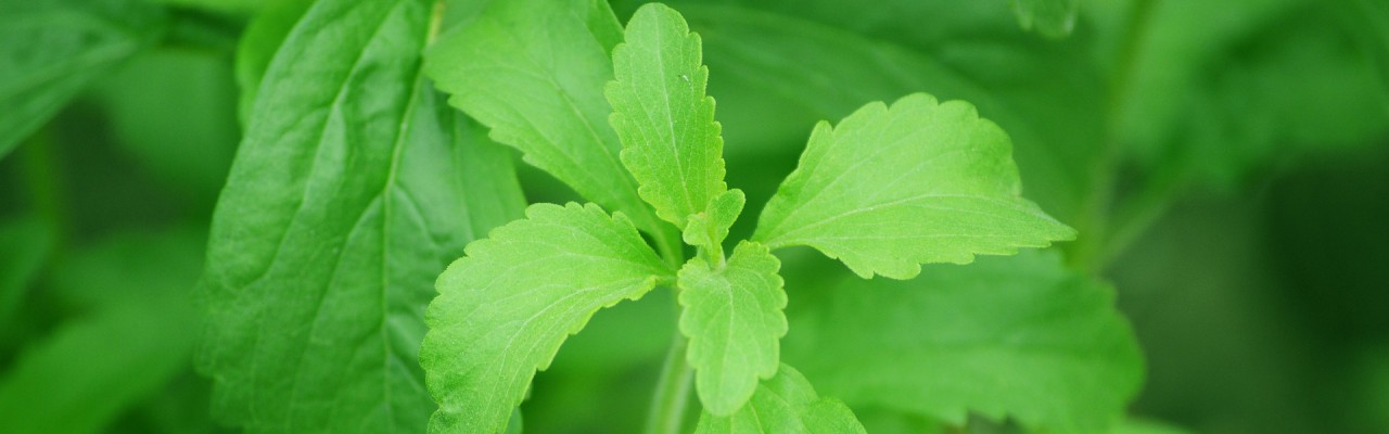 Stevia.