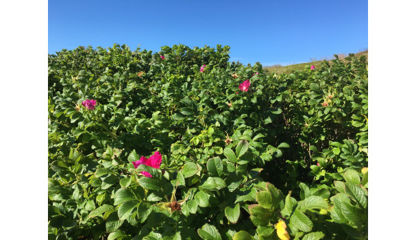 Hybenbuskene er hårdføre og kan findes som store hegn, især ved kysterne. Foto: Mikael Schneider