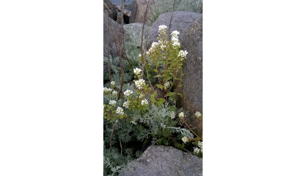 Lægekokleare - også kendt som skørbugsurt. Foto: Majbritt Pless Lægekokleare - også kendt som skørbugsurt. Foto: Majbritt Pless