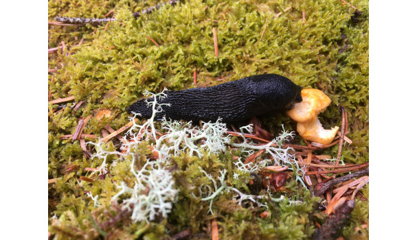 Skovsnegle kan også lide kantareller. Foto: Mikael Schneider