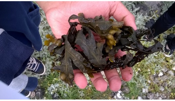 Blæretang. Foto: Majbritt Pless Blæretang. Foto: Majbritt Pless