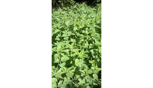 Brændenælde. Foto: Majbritt Pless Brændenælde. Foto: Majbritt Pless