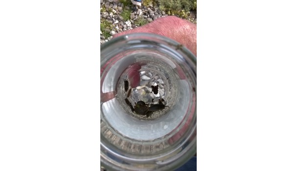 Dagens fangst af havbænkebidere. Foto: Majbritt Pless Dagens fangst af havbænkebidere. Foto: Majbritt Pless