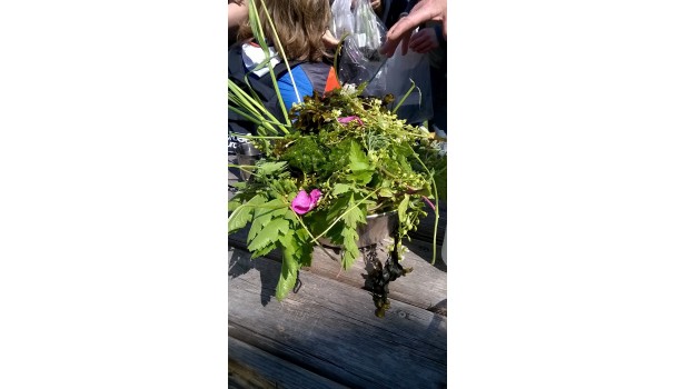 Dagens høst af urter. Foto: Majbritt Pless Dagens høst af urter. Foto: Majbritt Pless