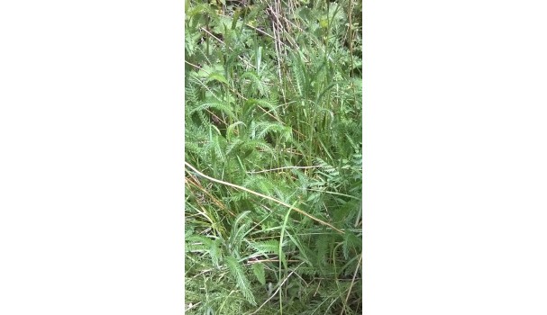 Røllike. Foto: Majbritt Pless Røllike. Foto: Majbritt Pless