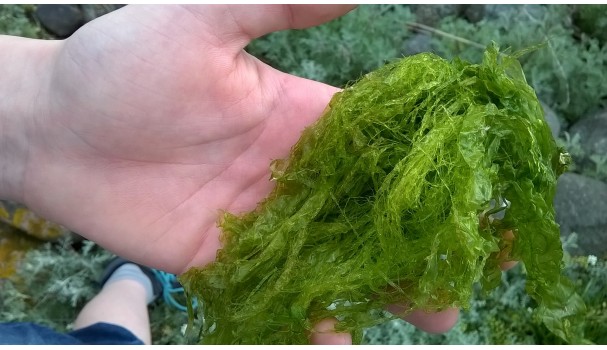 Rørhindetang. Foto: Majbritt Pless Rørhindetang. Foto: Majbritt Pless