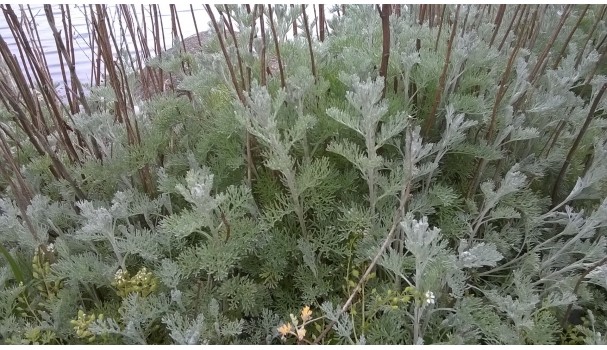 Strandmalurt. Foto: Majbritt Pless Strandmalurt. Foto: Majbritt Pless