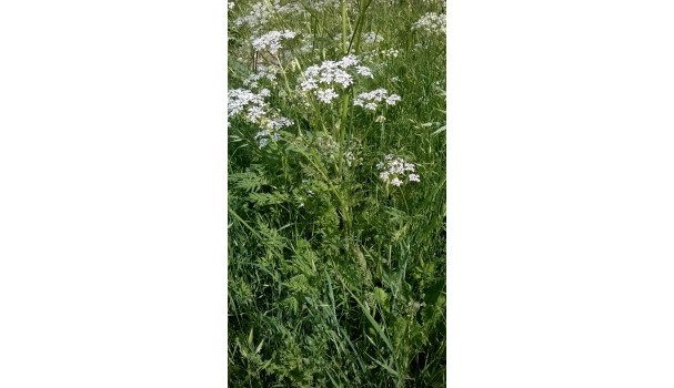 Vild kørvel. Foto: Majbritt Pless Vild kørvel. Foto: Majbritt Pless