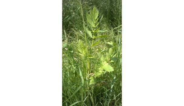 Vild pastinak. Foto: Majbritt Pless Vild pastinak. Foto: Majbritt Pless